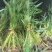 花叶芦竹盆栽花叶芦竹花叶芦竹产地花叶芦竹供应