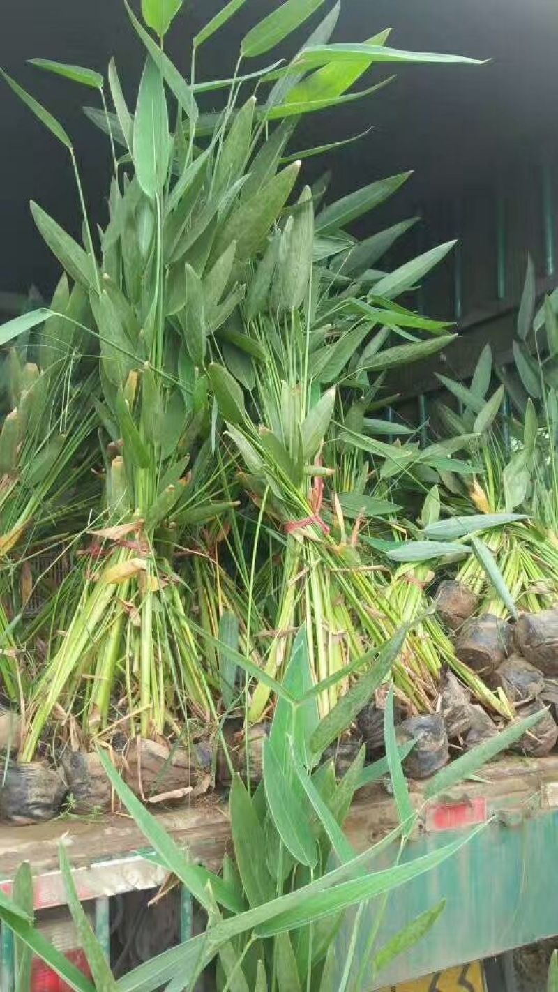 花叶芦竹盆栽花叶芦竹花叶芦竹产地花叶芦竹供应