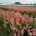 花叶芦竹盆栽花叶芦竹花叶芦竹产地花叶芦竹供应