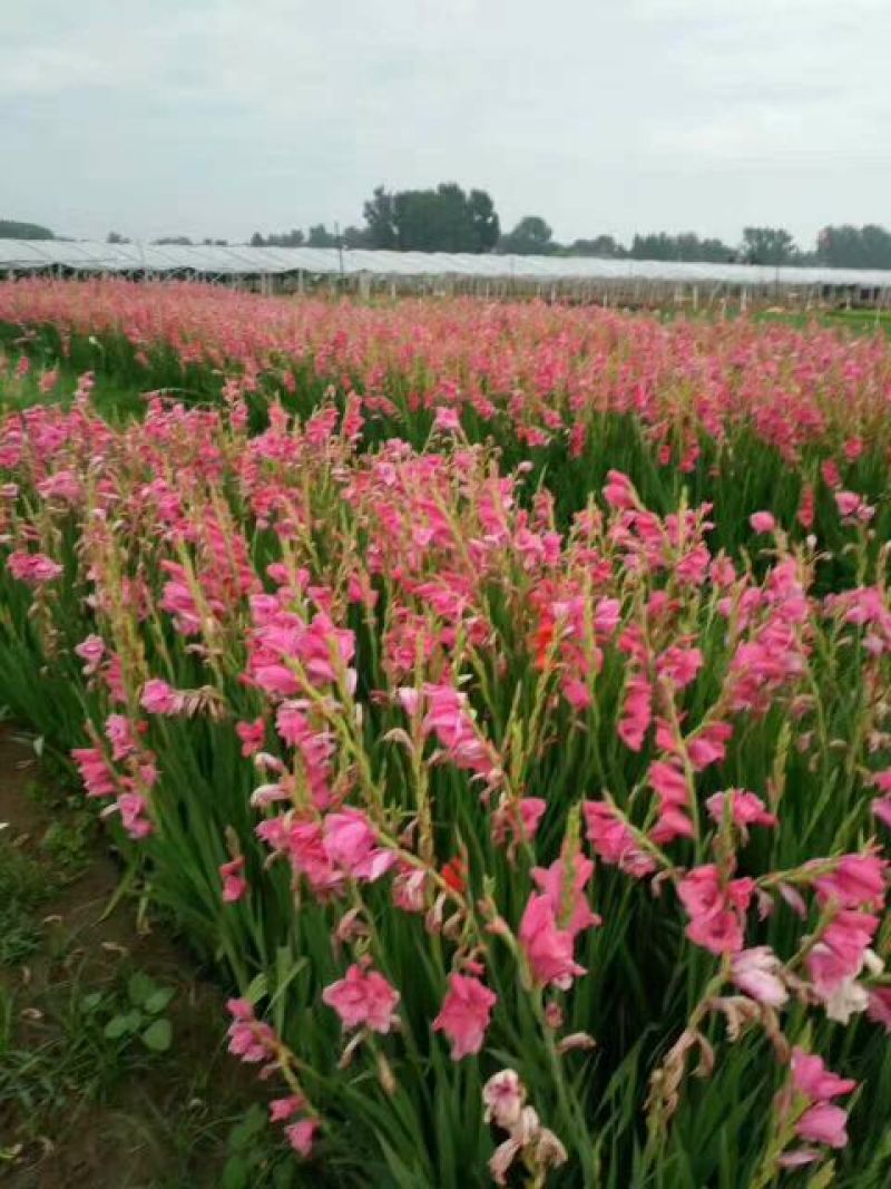 花叶芦竹盆栽花叶芦竹花叶芦竹产地花叶芦竹供应