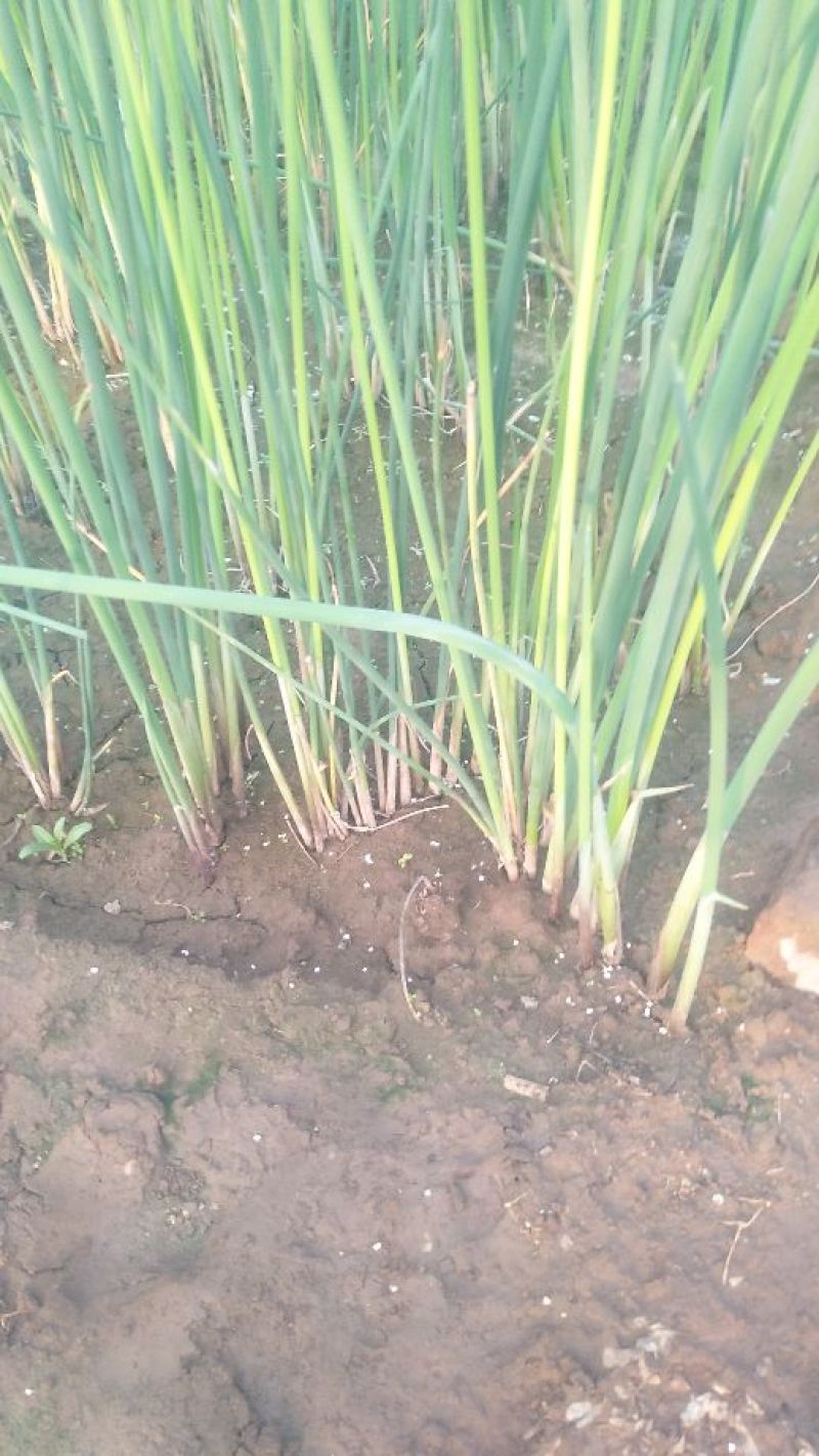 花叶芦竹盆栽花叶芦竹花叶芦竹产地花叶芦竹供应