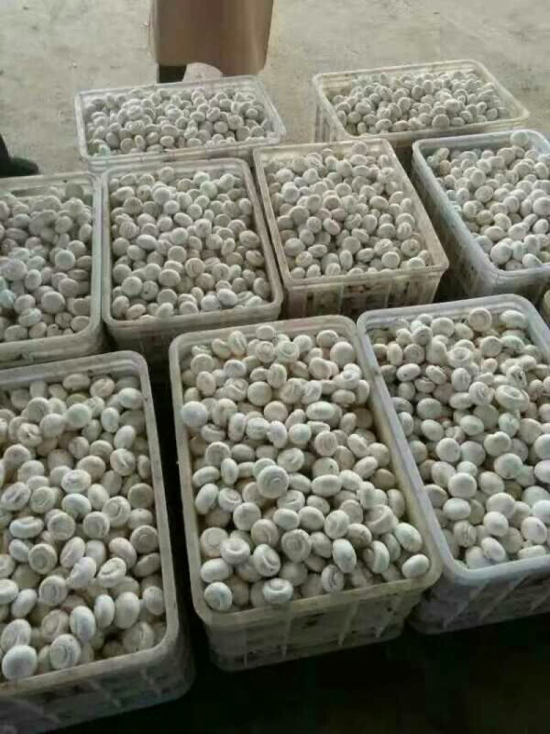 草菇2.5cm以上