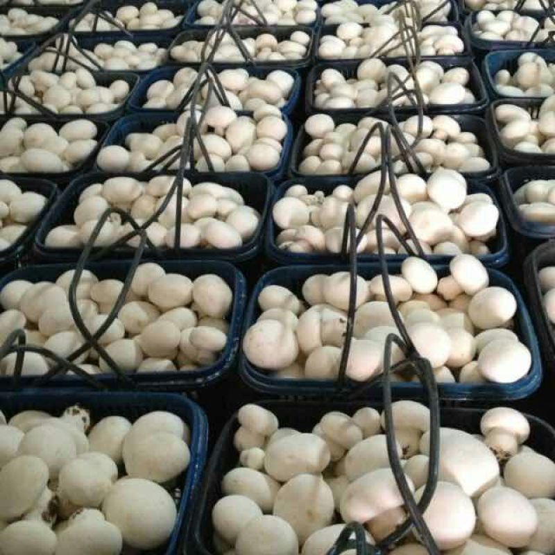 草菇2.5cm以上