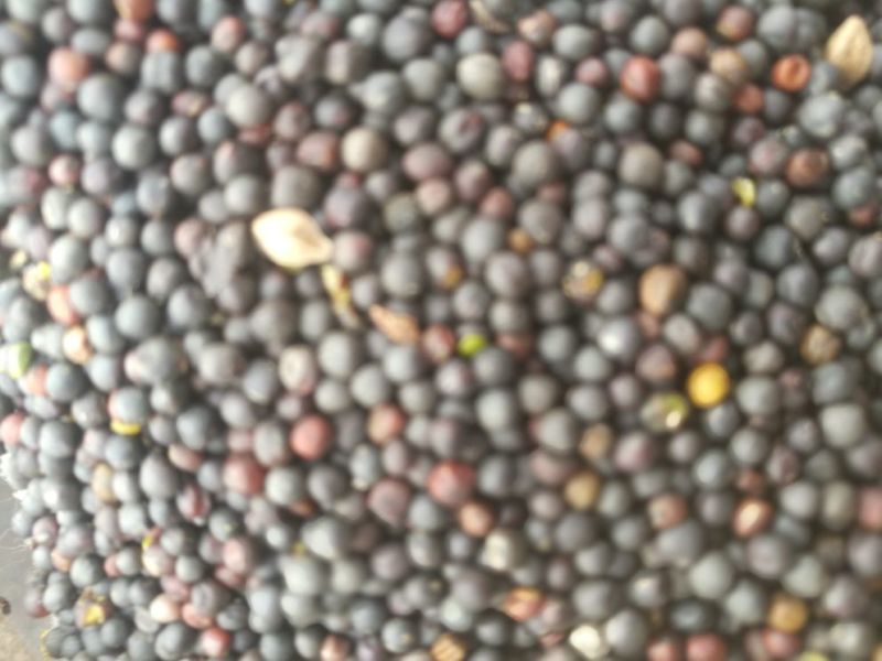 油菜籽2级