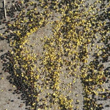 油菜籽2级