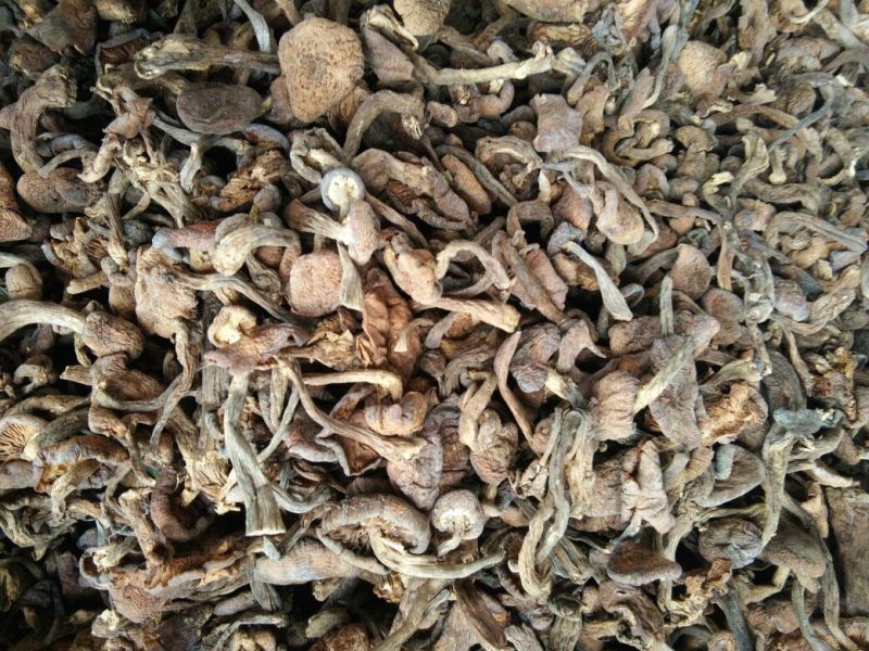 蘑菇一级4cm