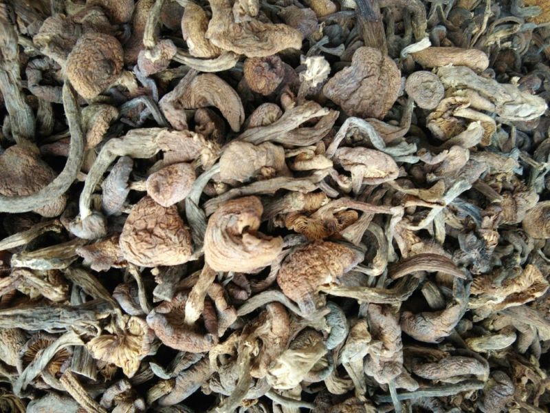 蘑菇一级4cm
