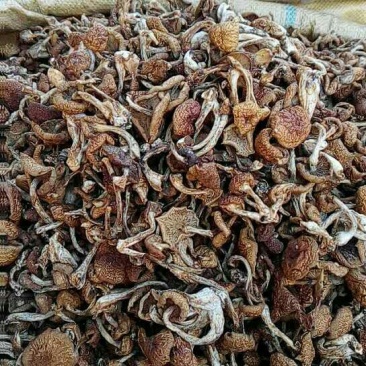 蘑菇一级4cm