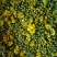 野菊花散装