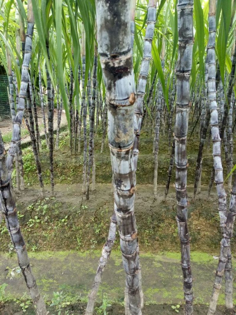 大灰种甘蔗脆甜，节巴好，，，，