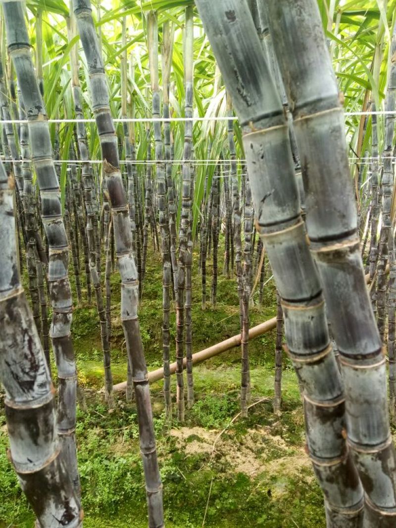 大灰种甘蔗脆甜，节巴好，，，，
