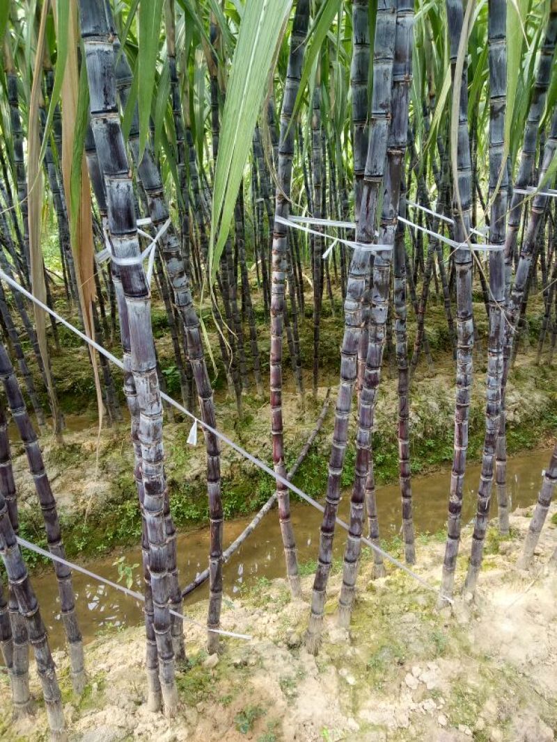大灰种甘蔗脆甜，节巴好，，，，
