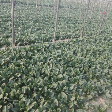 菠菜20~25厘米