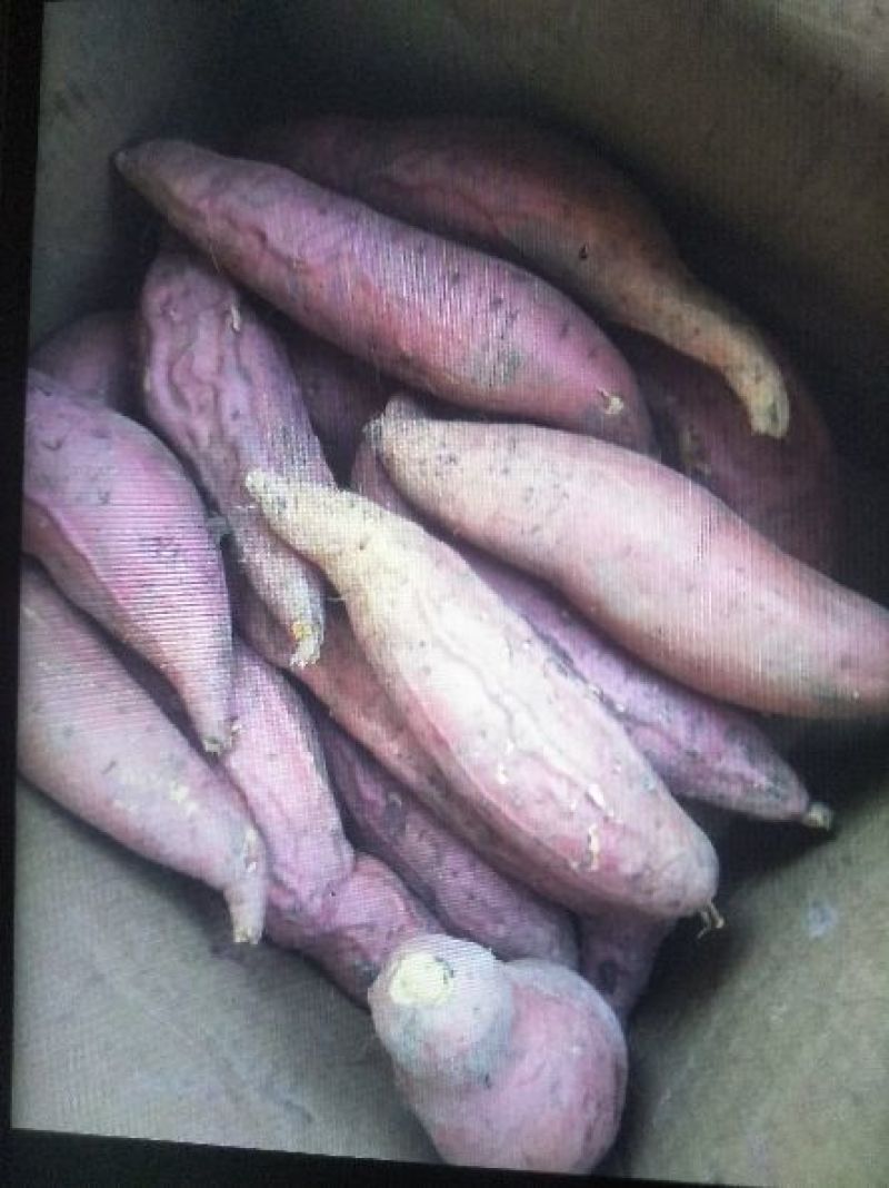 烟薯255两以上商品薯红心