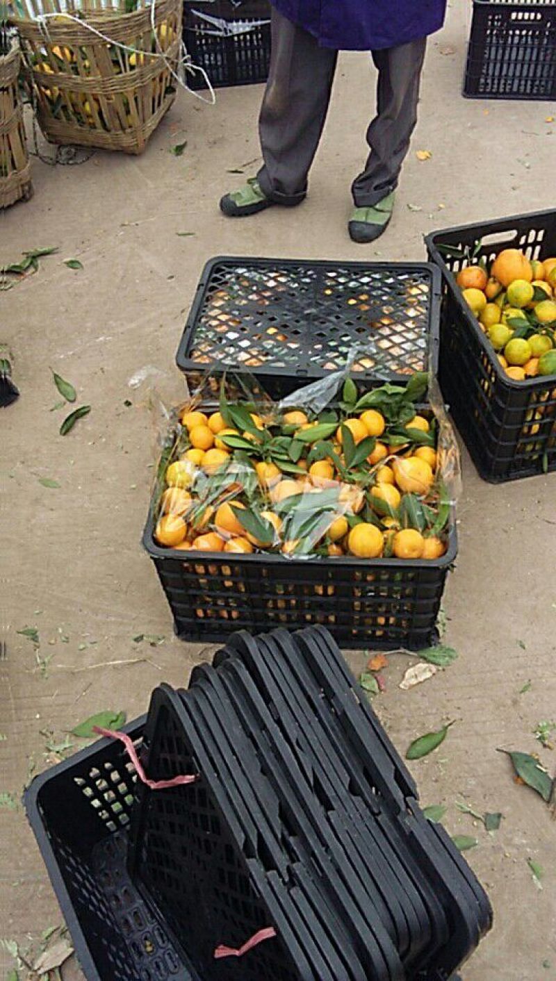 椪柑四川碰柑蜜桔血橙