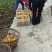 椪柑四川碰柑蜜桔血橙
