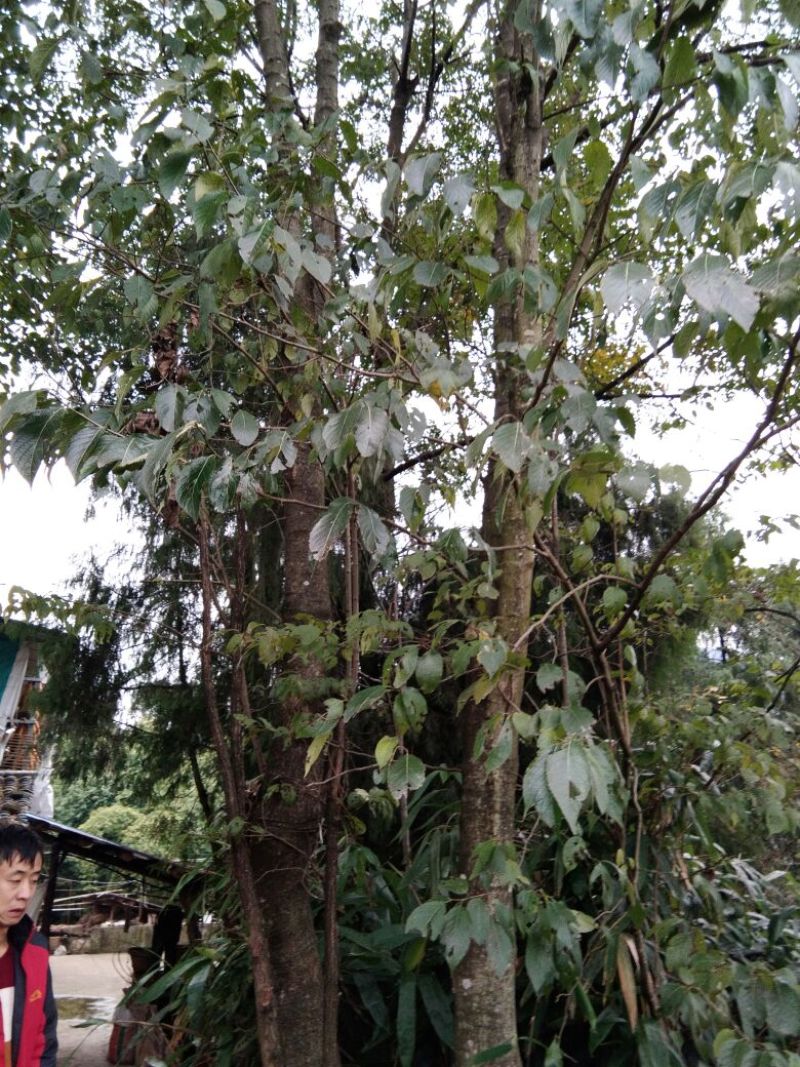 桂皮散装统货