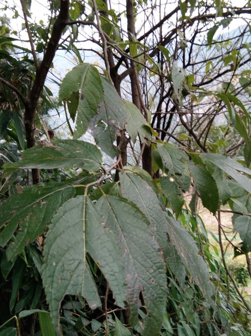 桂皮散装统货