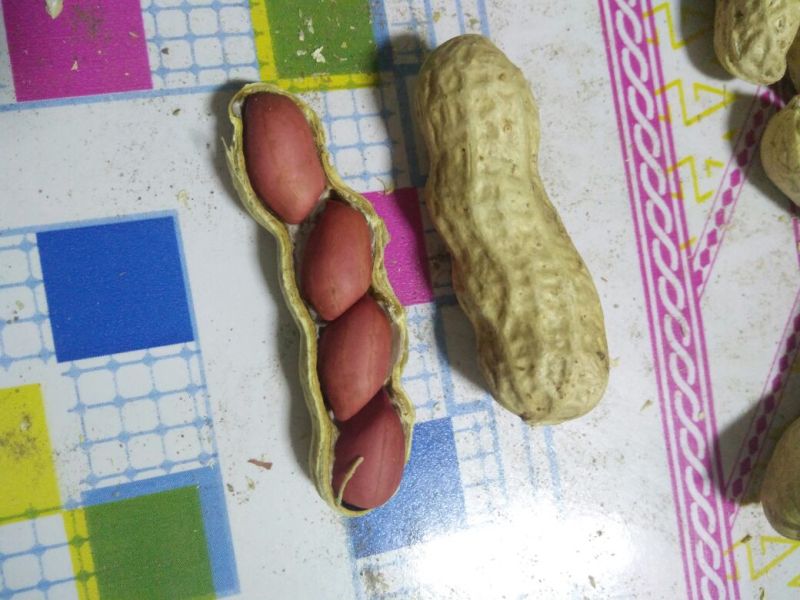 四粒红花生干货带壳