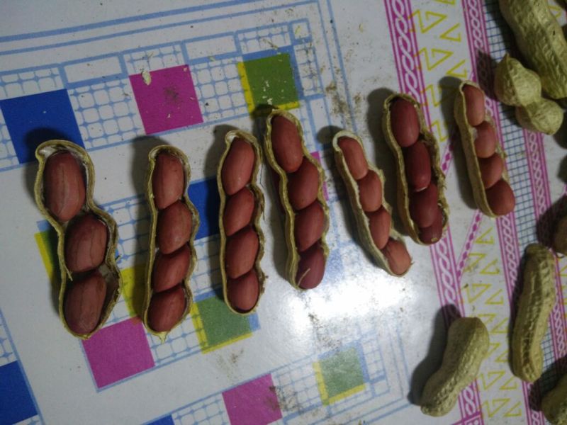四粒红花生干货带壳