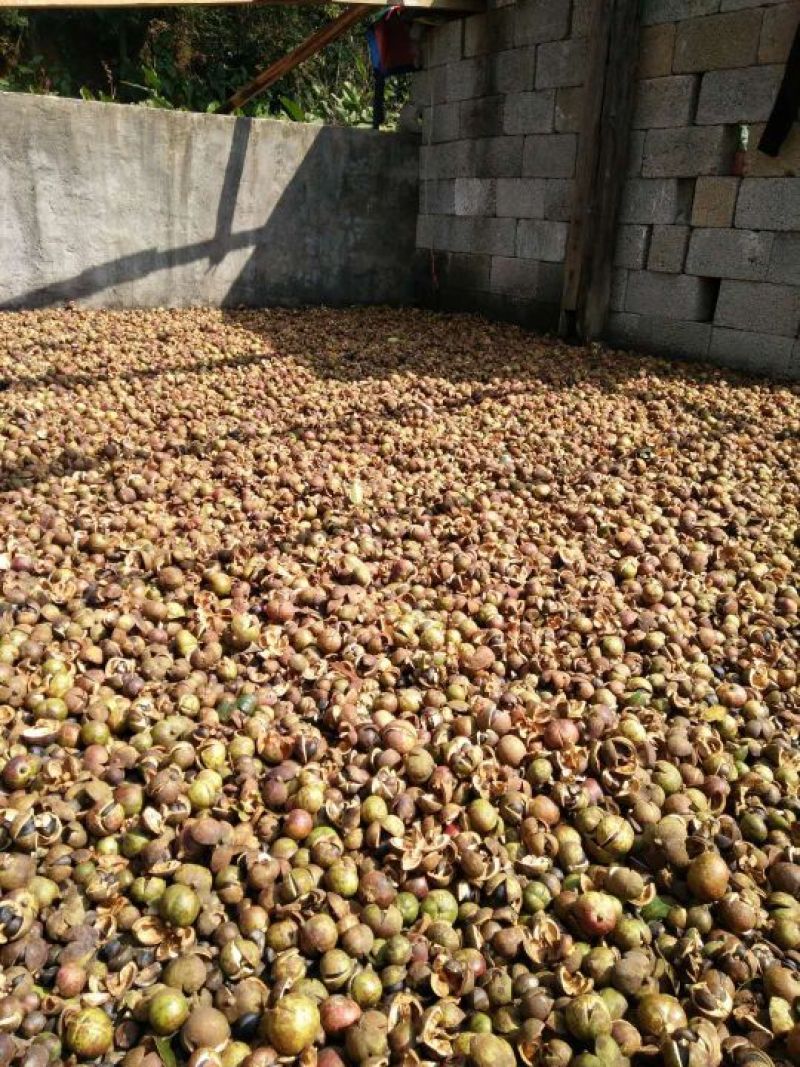 山茶油果大籽