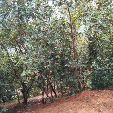 山茶油果大籽