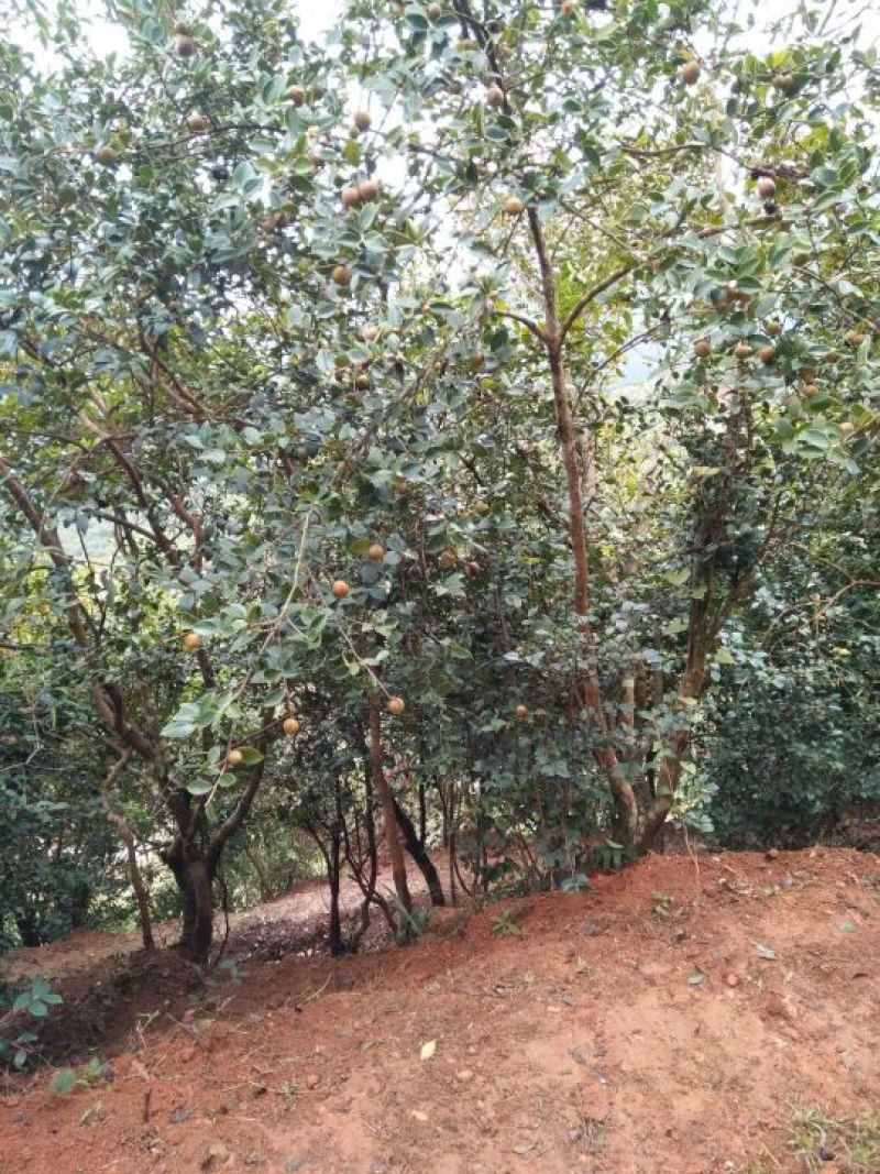 山茶油果大籽