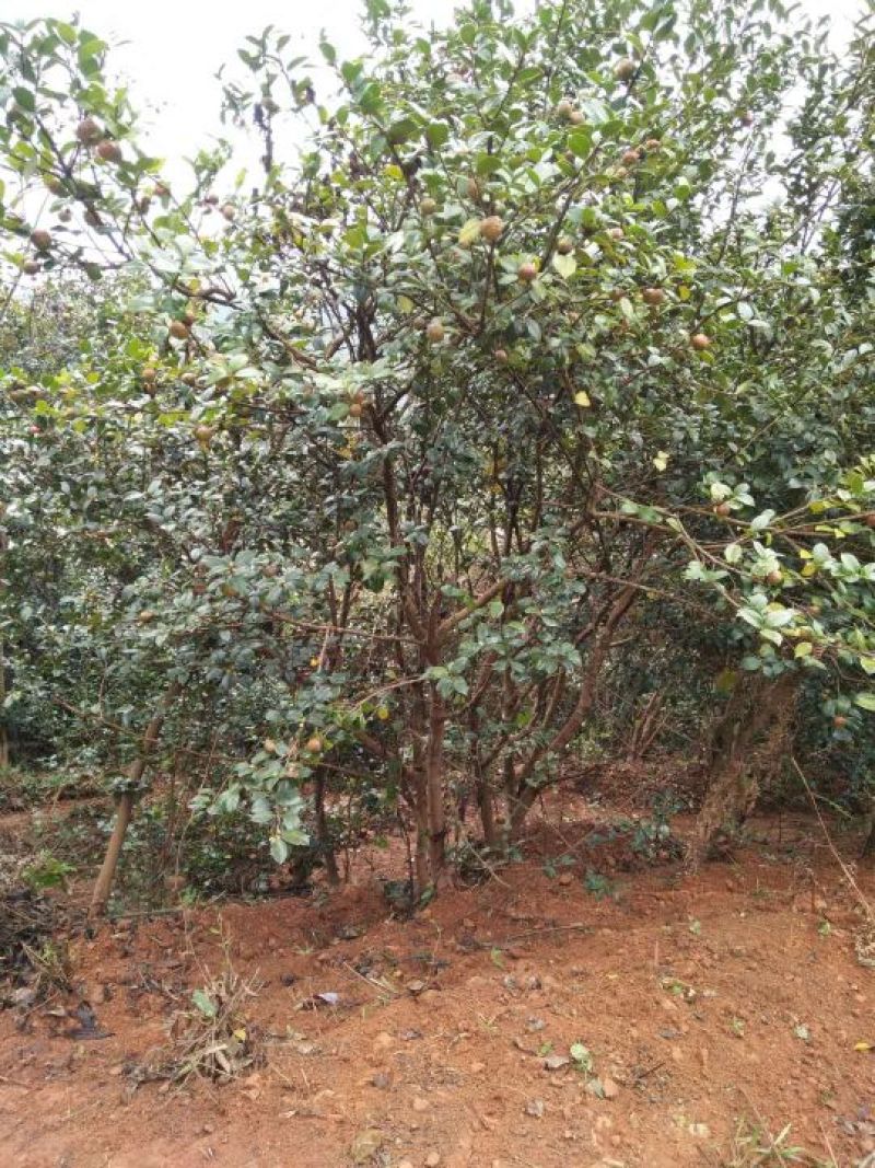 山茶油果大籽