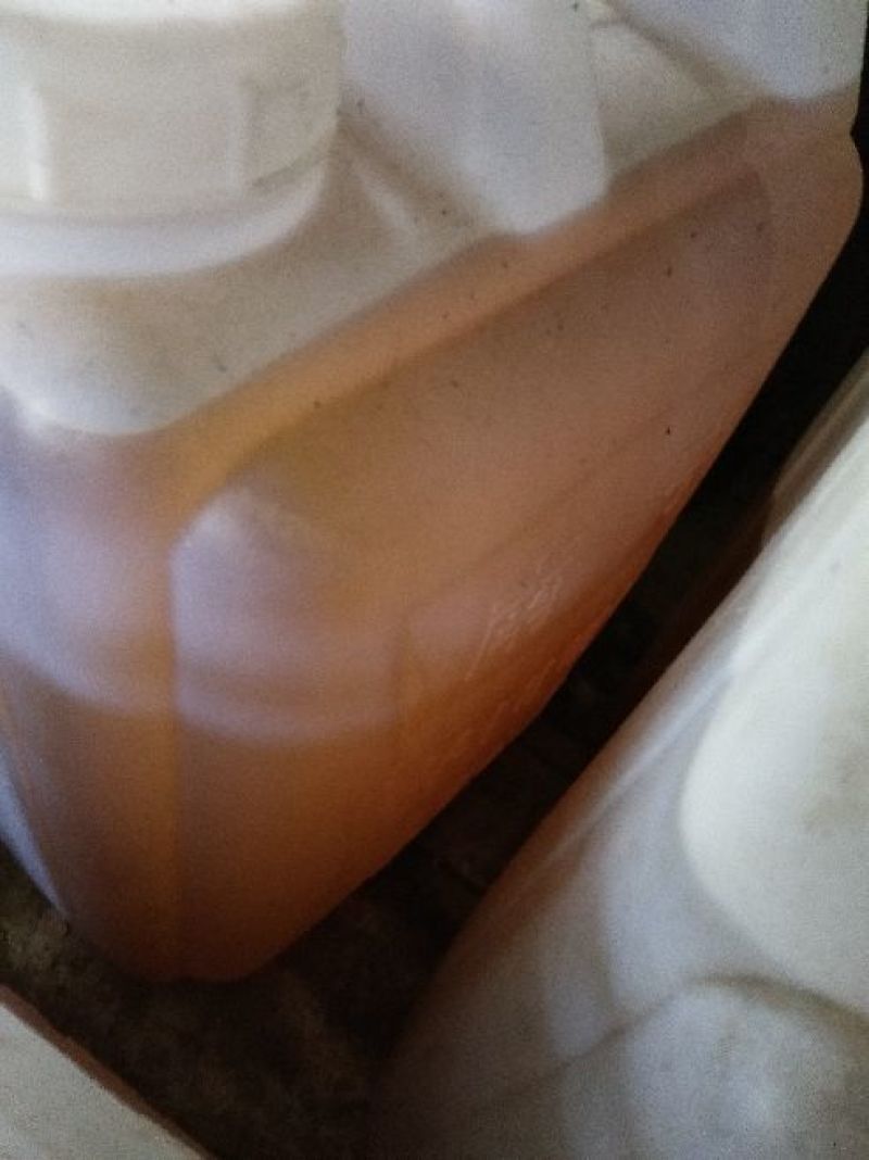 山茶油果大籽
