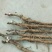 油牡丹苗10~20cm