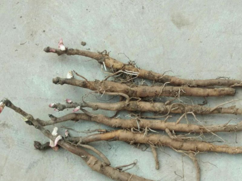 油牡丹苗10~20cm
