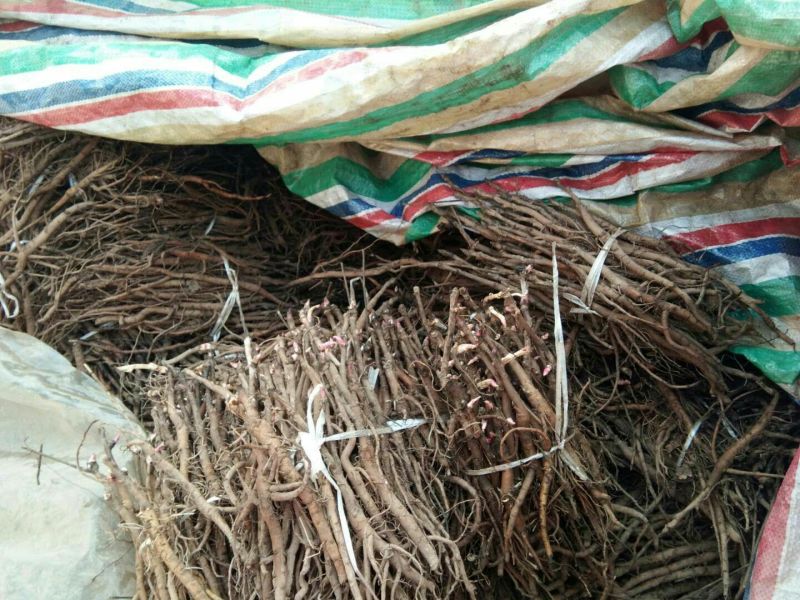 油牡丹苗10~20cm