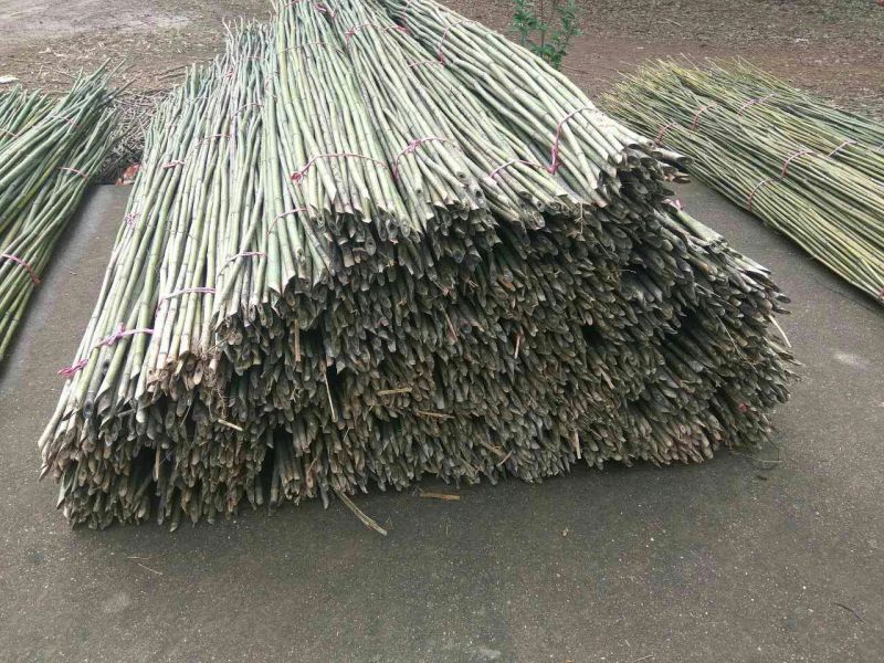 竹竿大棚草绿