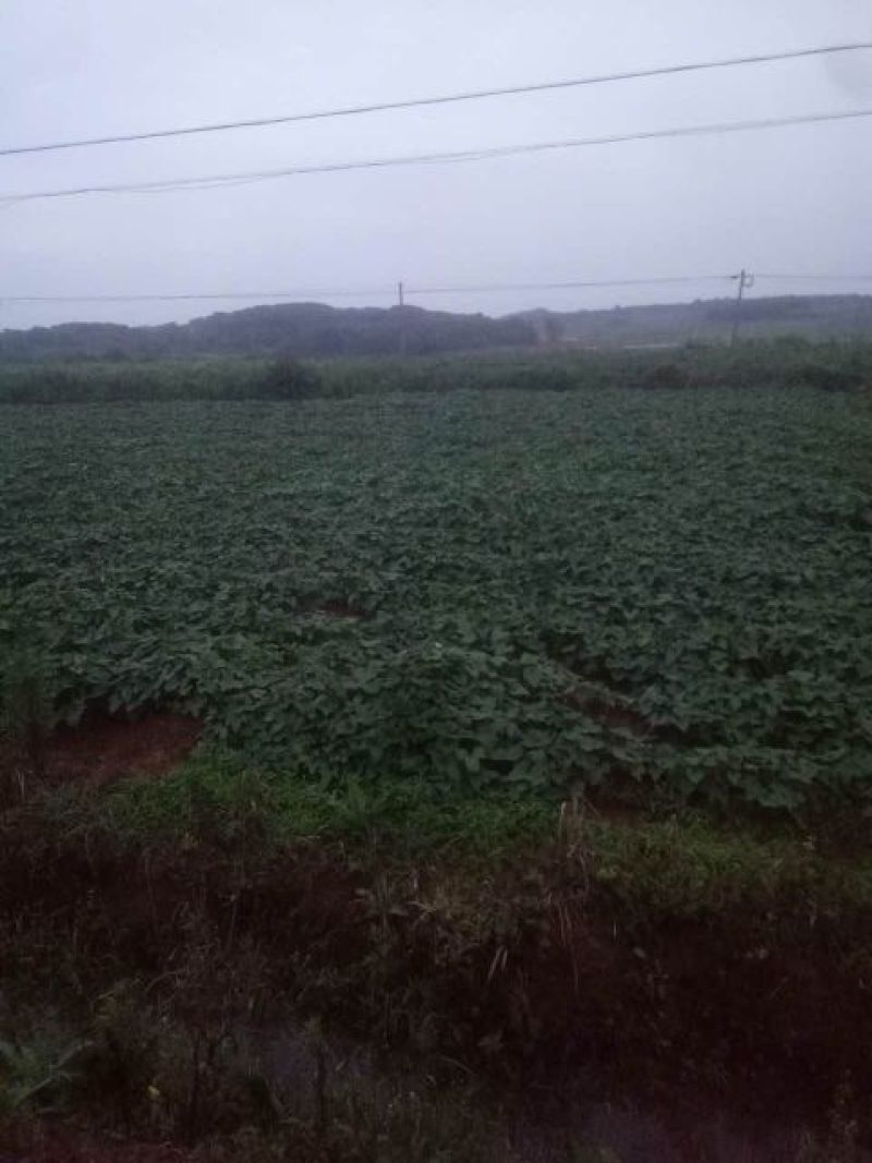 红薯淀粉散装