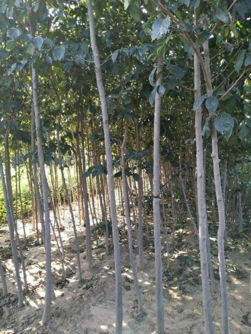 杜仲苗杜仲树80cm以上籽播苗药材基地直发