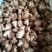 草菇5~6cm以上