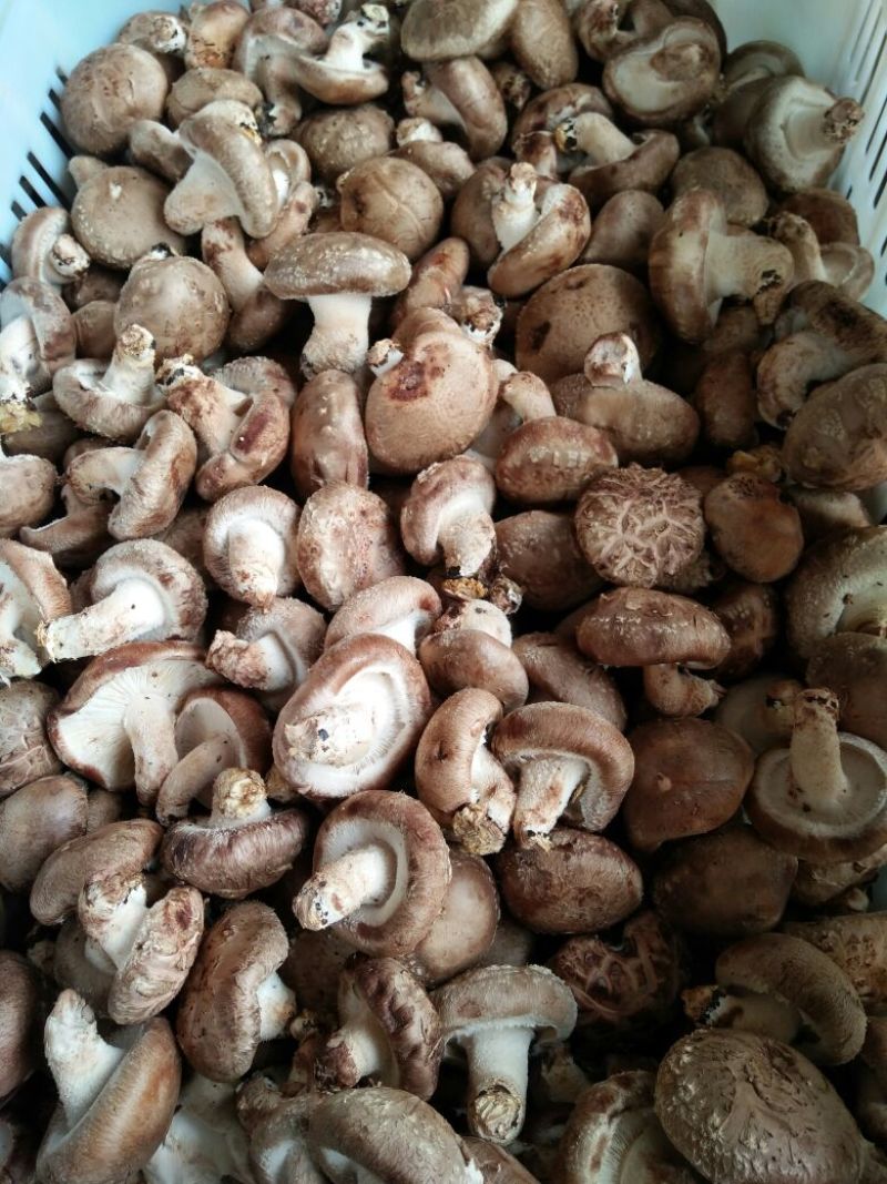 草菇5~6cm以上