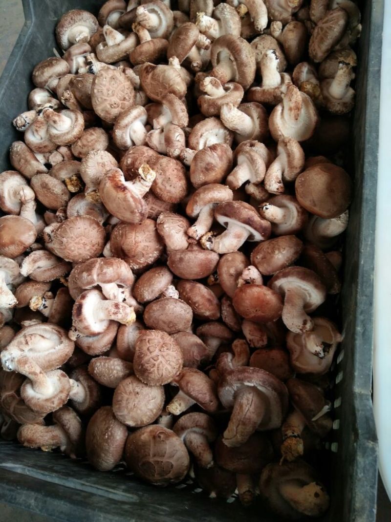 草菇5~6cm以上