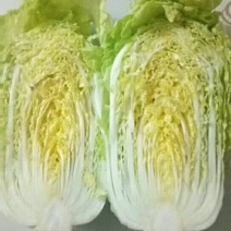 青杂三号白菜4~6斤净菜
