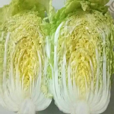 青杂三号白菜4~6斤净菜