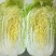 青杂三号白菜4~6斤净菜