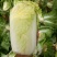 青杂三号白菜4~6斤净菜