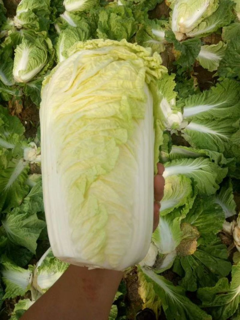 青杂三号白菜4~6斤净菜
