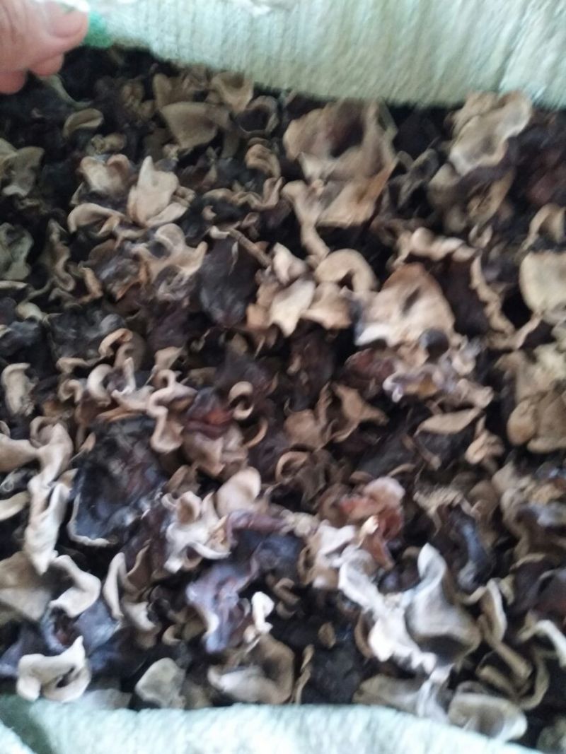 山东鱼台本地头茬毛木耳，叶片大，口感好，货量充足！