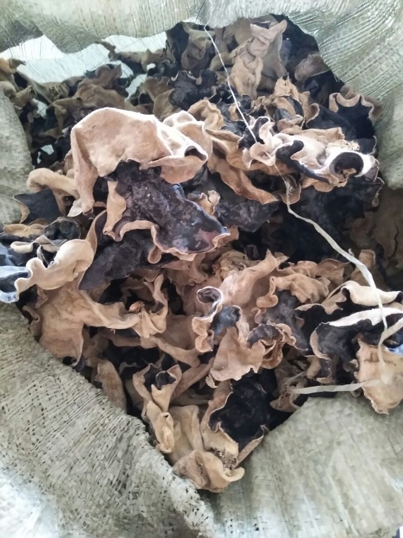 山东鱼台本地头茬毛木耳，叶片大，口感好，货量充足！