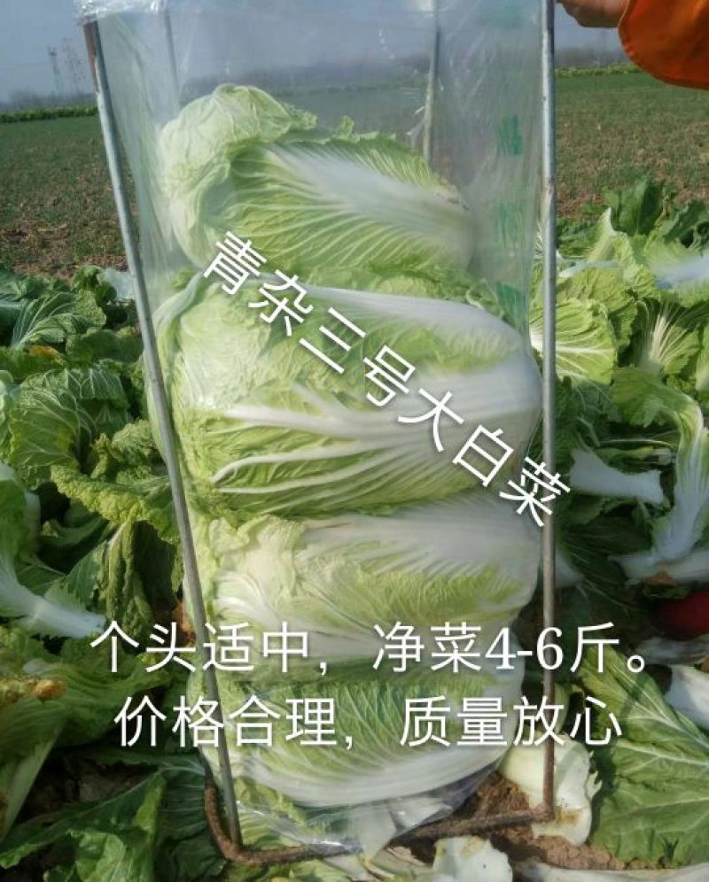 青杂三号白菜4~6斤净菜
