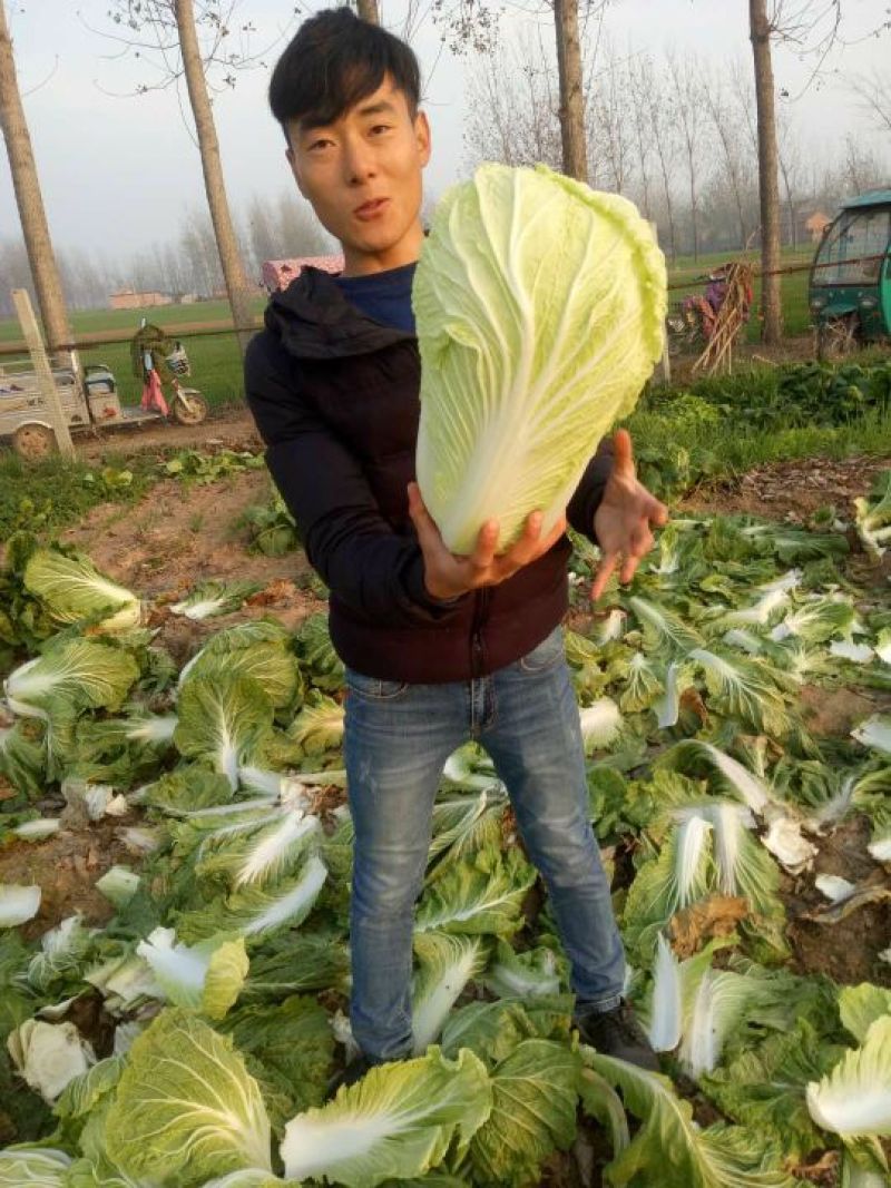 青杂三号白菜4~6斤净菜