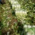 青杂三号白菜4~6斤净菜