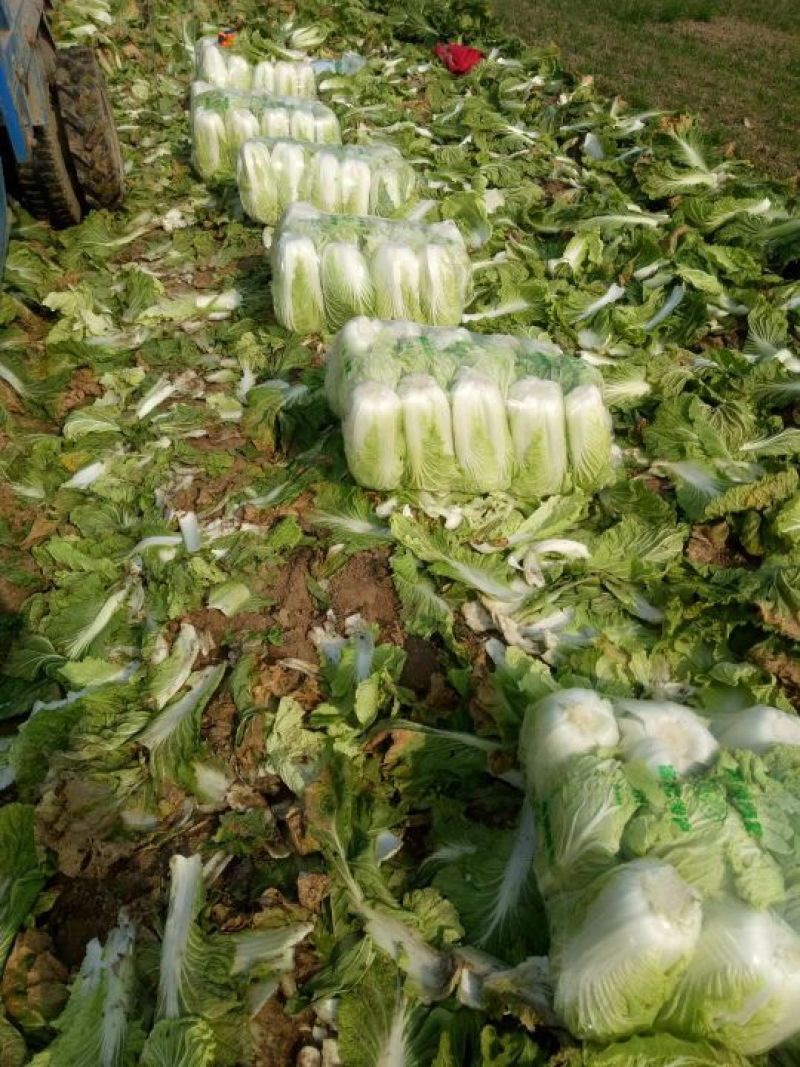 青杂三号白菜4~6斤净菜