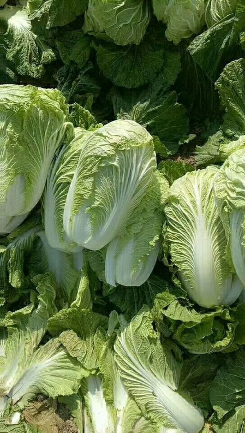 青杂三号白菜4~6斤净菜